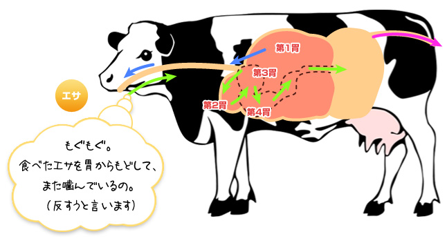 4つの胃袋