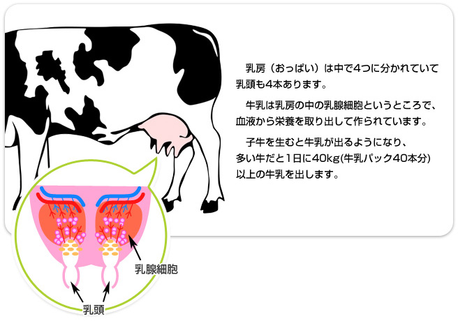 牛乳はこうして作られる